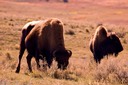 Buffalo grazing