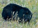 Black bear in the wild