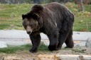 Silvertip grizzly