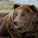 Grizzly portrait