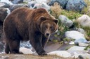 Grizzly