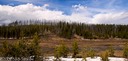 A long line of elk near Canyon Village