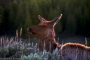 Backlit elk cow