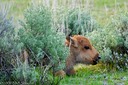 Little things - buffalo calf