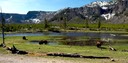 Grazing buffalo on the Madison River
