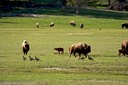 Sharing the meadow