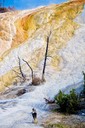 Petrifying tree left behind by travertine flow